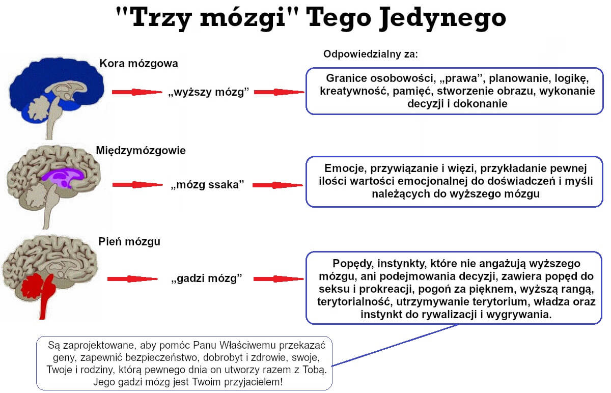 "Trzy mózgi" Tego Jedynego