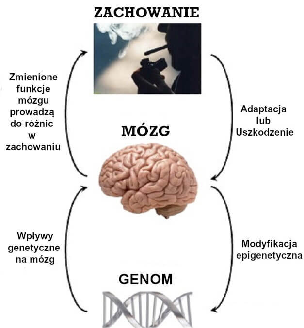 Genom - mózg - zachowanie