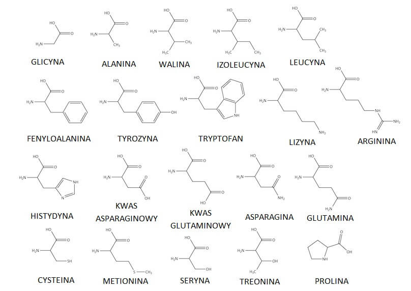 20 podstawowych aminokwasów - wzory strukturalne