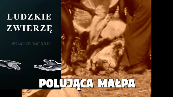 Ludzkie zwierzę - Polująca małpa