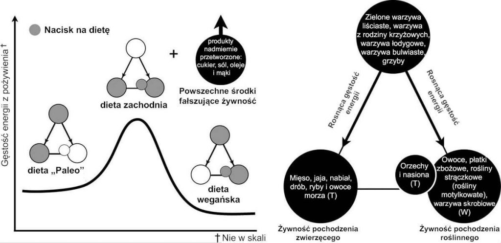 Gęstość energii popularnych programów dietetycznych