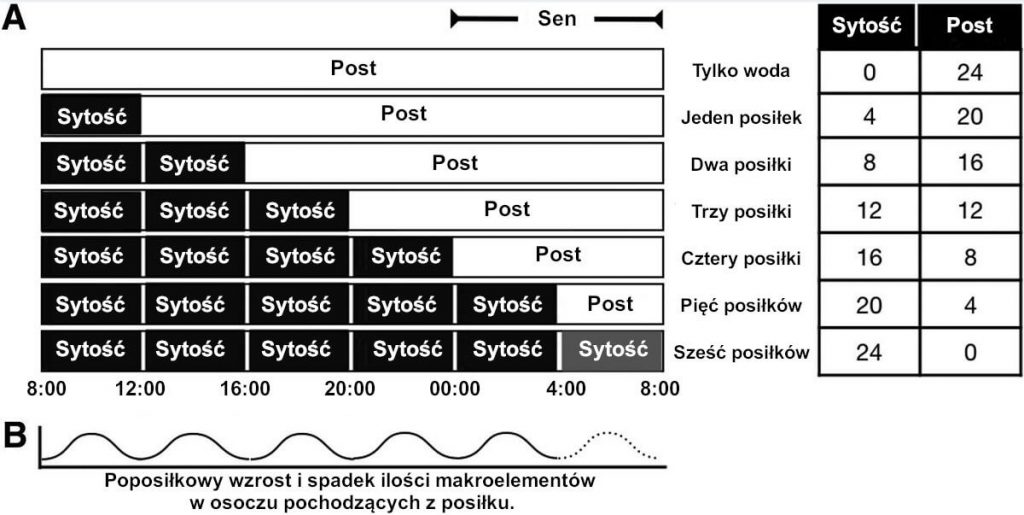 Stan sytości i postu wobec częstotliwości posiłków