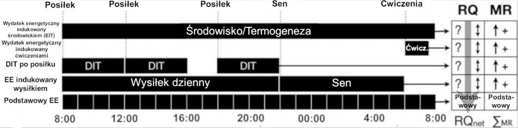 Zmiana BMR i związany z nią wpływ na utlenianie tłuszczów