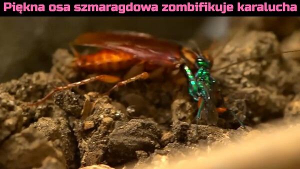 Piękna osa szmaragdowa zombifikuje karalucha