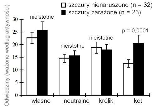 Naukowcy wzięli 60 szczurów i zarazili 30 z nich toksoplazmozą niszczącą mózg