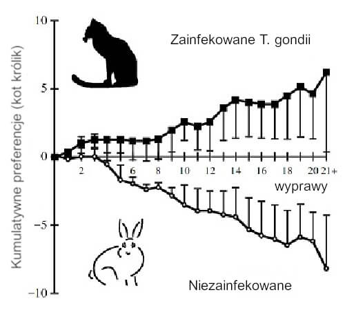 Toksoplazmoza - Królik - kot