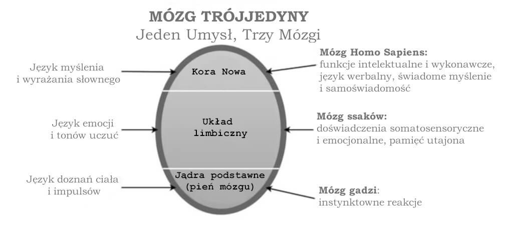 Model Mózgu Trójjedynnego