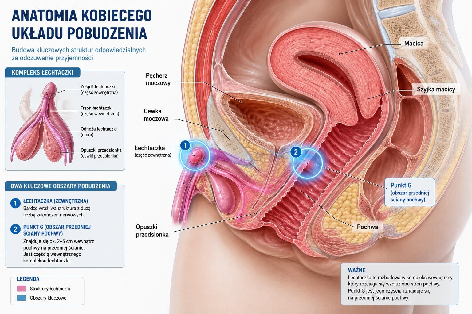 Anatomia kobiecego układu pobudzenia