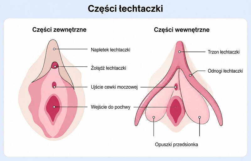 Części łechtaczki
